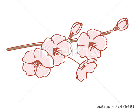 手書き風の桜の花 桜の木の枝のイラスト素材