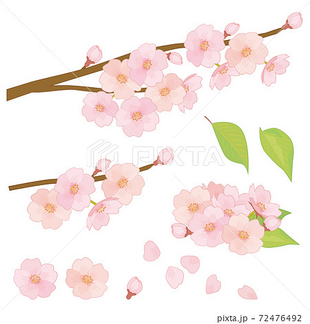 桜の花 桜の木の枝のイラスト素材