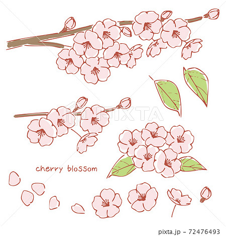 手書き風の桜の花 桜の木の枝のイラスト素材