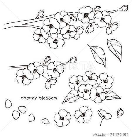 Handwritten Style Cherry Blossoms Cherry Tree Stock Illustration