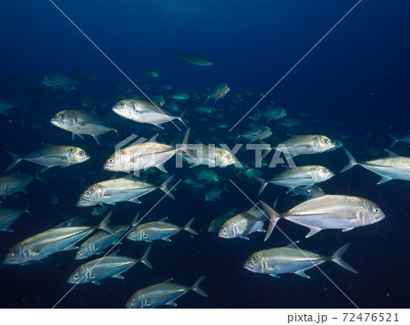 ギンガメアジの群れ Bigeye trevally (メルギー諸島、ミャンマー) 72476521