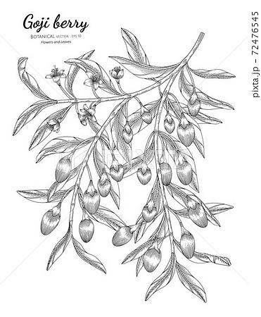 Goji berry fruit hand drawn botanical illustration with line art on white backgrounds. 72476545