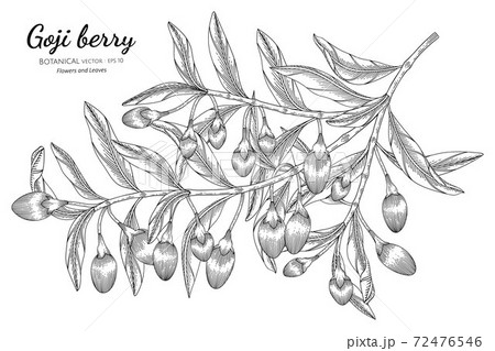 Goji berry fruit hand drawn botanical illustration with line art on white backgrounds. 72476546
