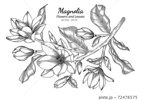 magnolia flower black and white drawing