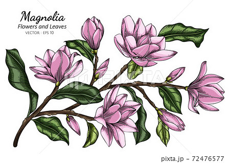 Pink Magnolia Flower And Leaf Drawing のイラスト素材