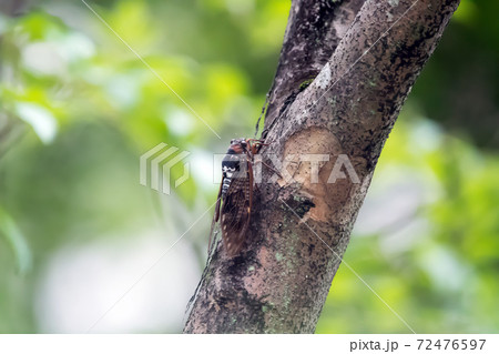 セミ アブラゼミ セミ アブラゼミ 72476597
