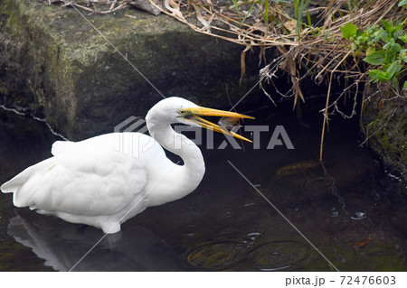 野鳥 チュウサギ 野鳥 チュウサギ 72476603
