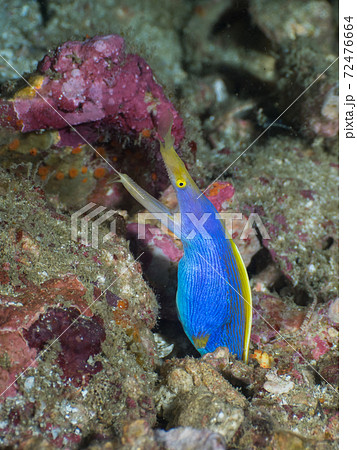 青いハナヒゲウツボ Blue Ribbon eel (メルギー諸島、ミャンマー) 72476664