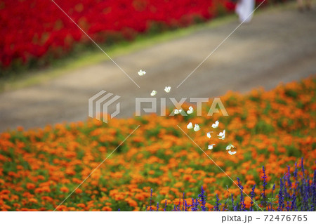 美瑛四季彩の丘の花畑に群がる蝶々 72476765