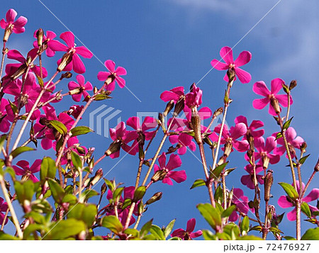 青空とスパニッシュフラメンコの花の写真素材