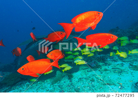 ホウセキキントキとヨスジフエダイの群れ (ボン島、タイ王国) 72477295