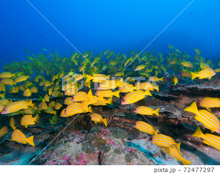 珊瑚礁にロクセンフエダイの大群 (ボン島、タイ王国) 72477297