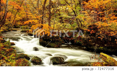 錦秋の奥入瀬渓流の写真素材 [72477316] - PIXTA
