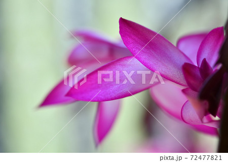 シャコバサボテン(蝦蛄葉仙人掌)の花 シャコバサボテン(蝦蛄葉仙人掌)の花 72477821