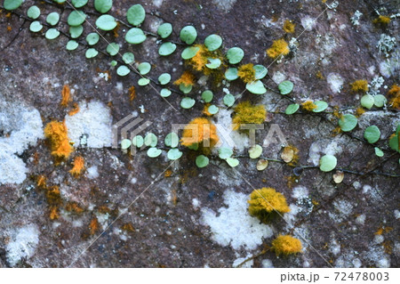 藻類のスミレモ 72478003