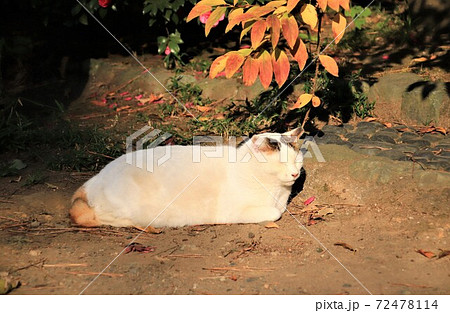 かわいい野良猫 72478114
