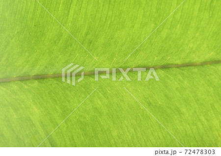 イワガネゼンマイ（岩ヶ根薇）の葉と葉脈 72478303