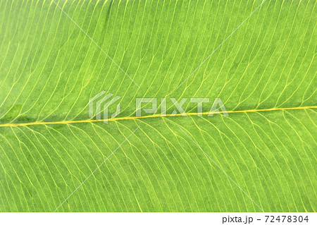 イワガネゼンマイ（岩ヶ根薇）の葉と葉脈 72478304