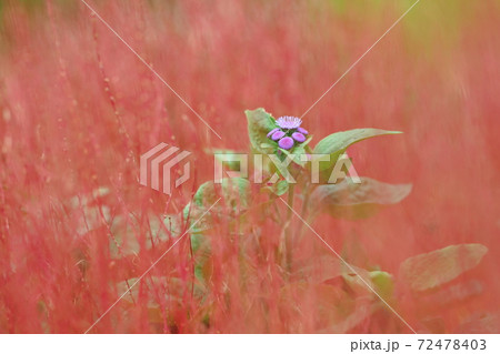赤い草の中に咲く小さな花の写真素材