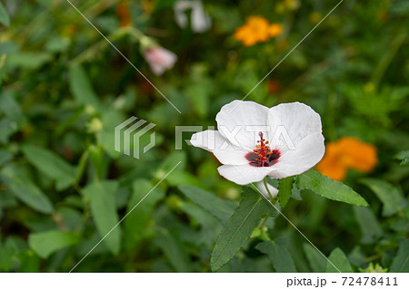 道端に咲く高砂芙蓉 タカサゴフヨウ の花の写真素材