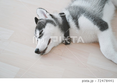 Siberian husky puppy sleeping on the floor. 72478441