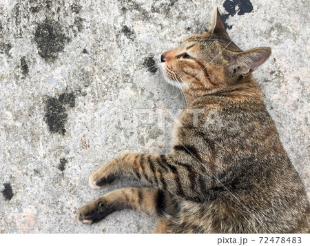 Striped cat lying down and lie on side on the concrete ground. Striped cat lying down and lie on side on the concrete ground. 72478483