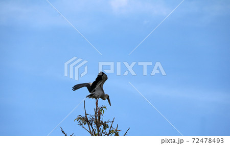 A flock of open billed stork bird perch and winged at the tree on blue sky 72478493