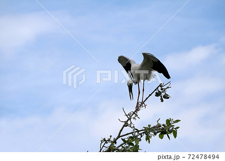 One of open billed stork bird perch and winged at the top of the tree on blue sky One of open billed stork bird perch and winged at the top of the tree on blue sky 72478494