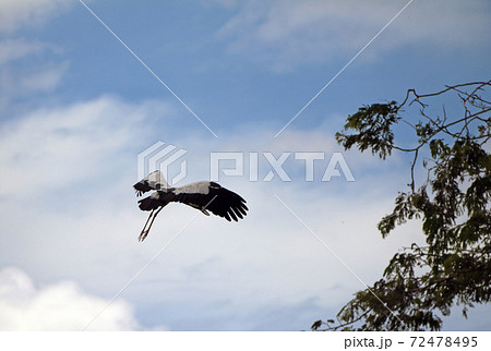 One of open billed stork bird flying on the air with blue sky and white cloud background. 72478495
