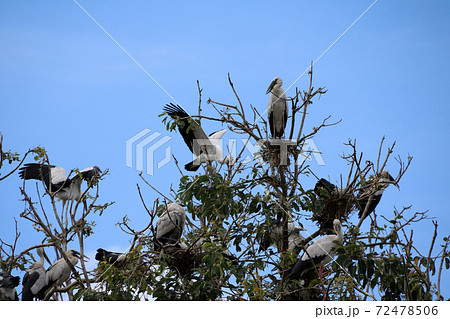 Flock of open billed stork bird perch and winged at the tree on blue sky and white cloud background. Flock of open billed stork bird perch and winged at the tree on blue sky and white cloud background. 72478506