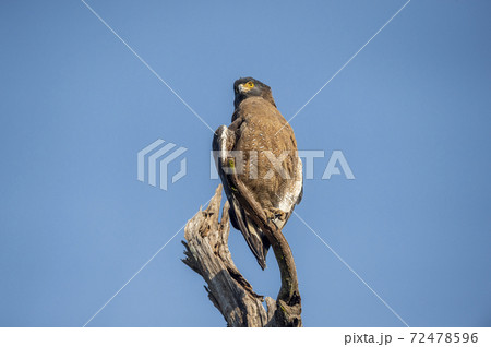 Crested Serpent Eagle or Spilornis cheela perched on dead tree trunk with blue sky background during jungle safari at dhikala zone of jim corbett national park ramnagar uttarakhand india Crested Serpent Eagle or Spilornis cheela perched on dead tree trunk with blue sky background during jungle safari at dhikala zone of jim corbett national park ramnagar uttarakhand india 72478596