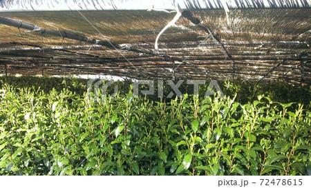 静岡県の玉露茶の名産地で遮光された茶樹の茶畑風景。 72478615