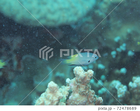 パラオのニセネッタイスズメダイの幼魚の写真素材