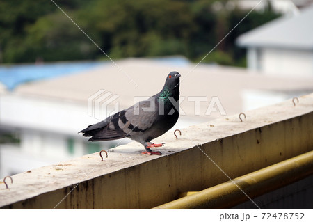 Pigeon perching on the balcony. The bird and shiny green mane standing on the terrace. 72478752