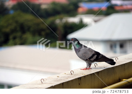 Pigeon perching on the balcony. The bird and shiny green mane standing on the terrace. Pigeon perching on the balcony. The bird and shiny green mane standing on the terrace. 72478753