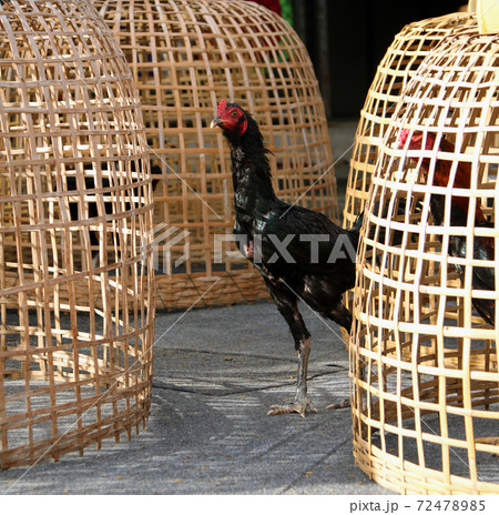 Black rooster stand beside Thai chicken coop. It is fighting cock 72478985