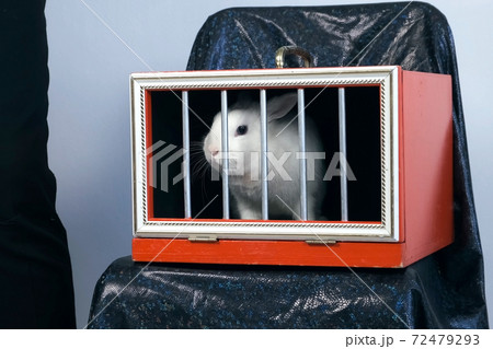 Magician is making trick with white rabbit appearing in box, closeup view. Magician is making trick with white rabbit appearing in box, closeup view. 72479293