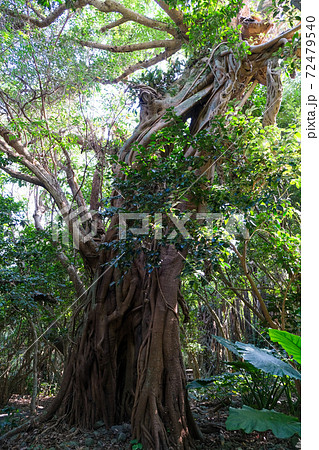 ガジュマルの木 ガジュマルの木 72479540