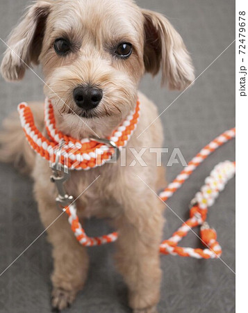 じっとおすわりするかわいいアプリコットの小型犬【マルプー】 じっとおすわりするかわいいアプリコットの小型犬【マルプー】 72479678
