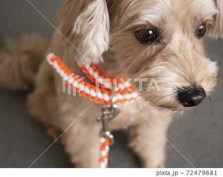 じっとおすわりするかわいいアプリコットの小型犬 マルプー の写真素材