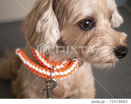 じっとおすわりするかわいいアプリコットの小型犬【マルプー】 じっとおすわりするかわいいアプリコットの小型犬【マルプー】 72479683