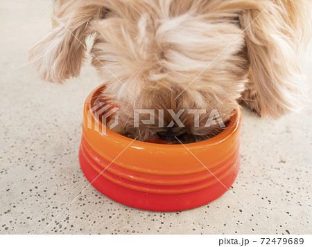 ドッグボウルに入った手作りの犬ごはんを食べる可愛い小型犬（マルプー） 72479689