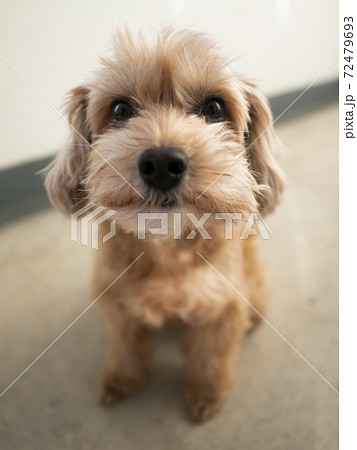 じっとおすわりするかわいいアプリコットの小型犬【マルプー】 72479693