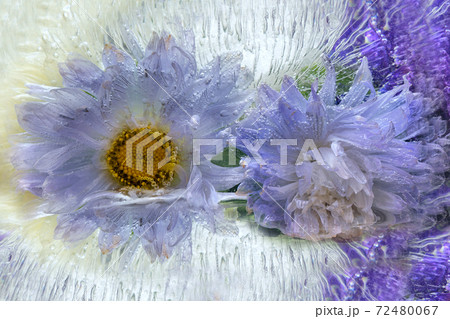 Frozen   flower of   aster 72480067