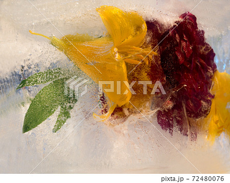 Background of   lily  and peony flower frozen in ice 72480076