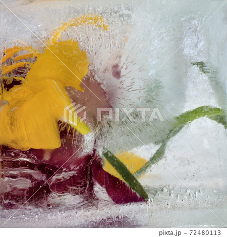 Background of lily flower frozen in ice Background of lily flower frozen in ice 72480113