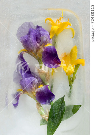 Frozen   flower of  iris 72480115