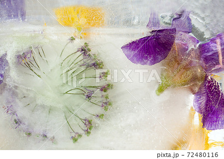 Frozen flower of iris Frozen flower of iris 72480116