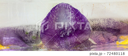 Frozen   flower of  iris 72480118