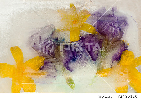 Frozen flower of iris Frozen flower of iris 72480120